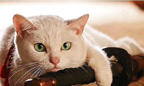 如何训练猫咪摆优美姿式?猫咪技巧训练! 如何训练猫咪摆优美姿式?猫咪技巧训练!