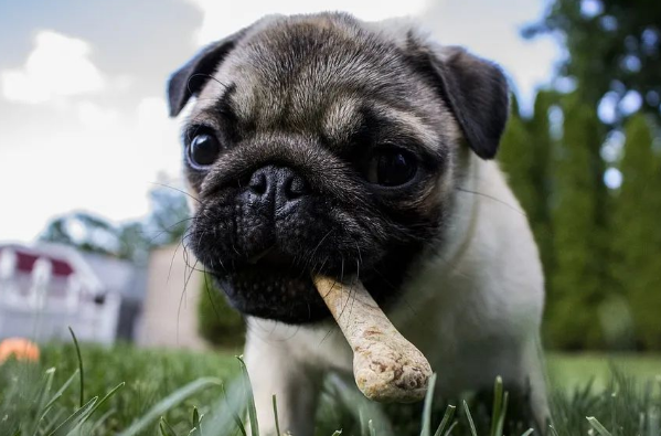 狗狗肠胃不好的表现是什么?来看看吧 狗狗肠胃不好的表现是什么?来看看吧