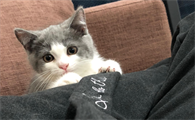 猫咪吐毛球，该怎么办？