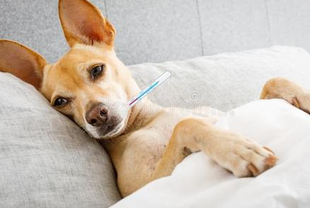 养宠物的留意了!这几种食材,能帮狗狗省去看病钱! 养宠物的留意了!这几种食材,能帮狗狗省去看病钱!
