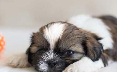 一文详解：西施犬的常见疾病和治疗方法有哪些？