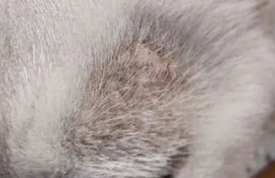 猫尾巴长猫藓的处理方法