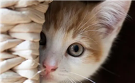 猫咪为什么还是很怕人呢