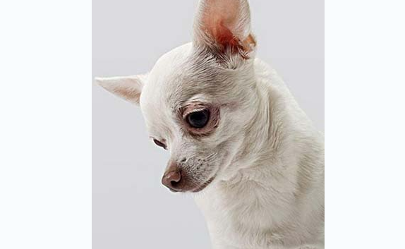 犬出现食管梗塞怎么办？