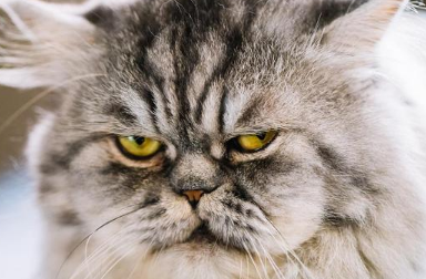 猫咪为什么会发脾气