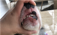 狗狗会不会有溃疡