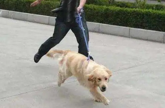 为什么狗狗对主人转圈 为什么狗狗对主人转圈