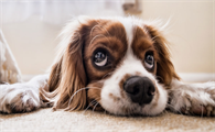犬瘟细小能自愈吗