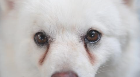 狗狗耳螨会造成泪痕吗？铲屎官快来看看