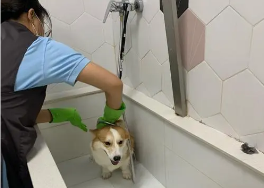 宠物医院可以洗澡吗
