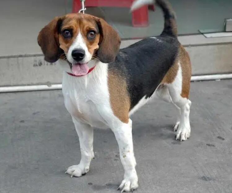 比格犬怀孕了怎么照顾？比格犬怀孕期吃什么？