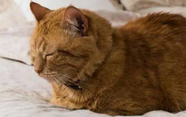 猫咪为什么很喜欢出门睡觉 猫咪为什么很喜欢出门睡觉