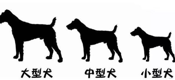 怎样去选择一只小狗狗? 怎样去选择一只小狗狗?