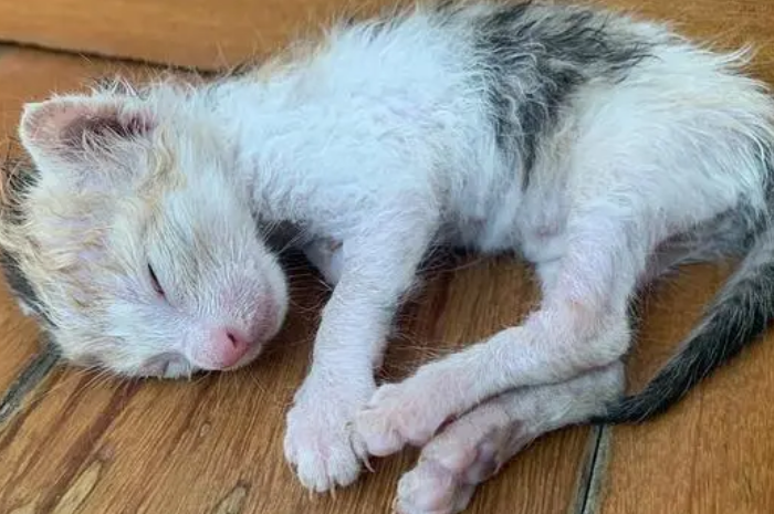 小猫刚出生后脚外翻内翻图片