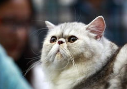 猫咪得了猫鼻支能治好吗?猫鼻支的治疗与防治! 猫咪得了猫鼻支能治好吗?猫鼻支的治疗与防治!