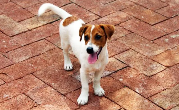 杰克罗素梗犬200元钱