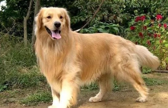 狗狗体型不一样，饲养层面有很大的差别