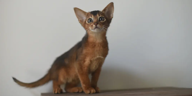 阿比西尼亚猫好养吗