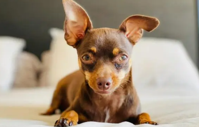 小鹿犬公的贵还是母的贵 小鹿犬公的贵还是母的贵