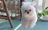 狗狗发烧吃什么药 吃什么好得快