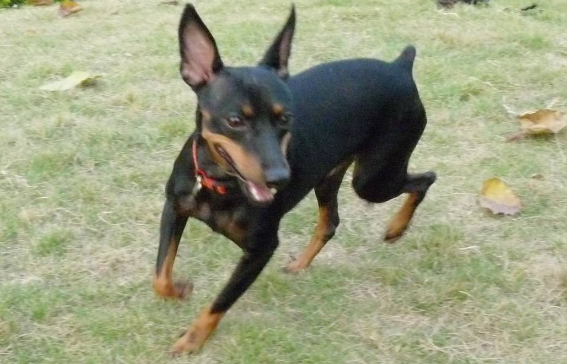适合家养的小型犬有哪些? 适合家养的小型犬有哪些?