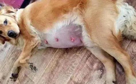 狗狗生产前1小时有什么征兆吗