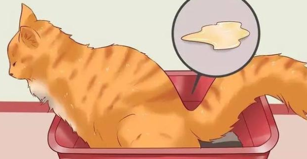 猫咪拉稀怎么回事
