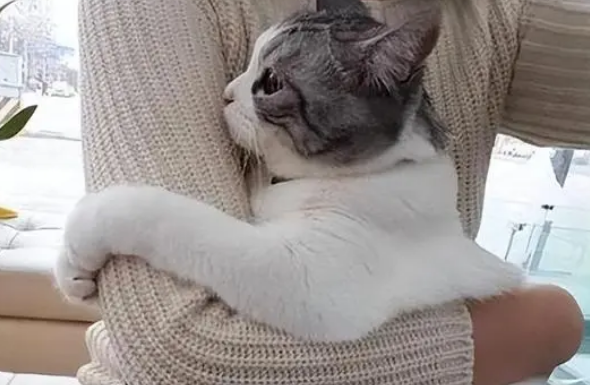 猫咪为什么非要人抱抱它