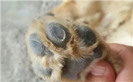 狗狗脚丫不让碰的原因