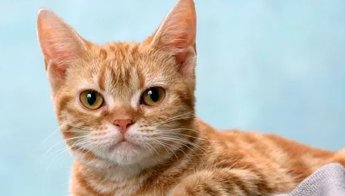 吃鱼的猫是比喻男人还是女人