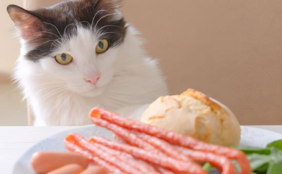 猫咪一定不能吃什么东西有哪些？