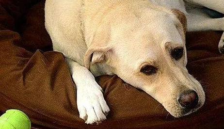 犬感染性关节炎的诊断要点是什么?来了解下吧 犬感染性关节炎的诊断要点是什么?来了解下吧