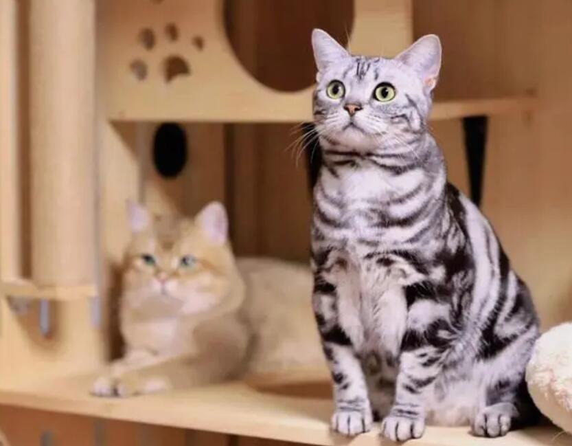美国短毛猫有哪些品种 美国短毛猫有哪些品种