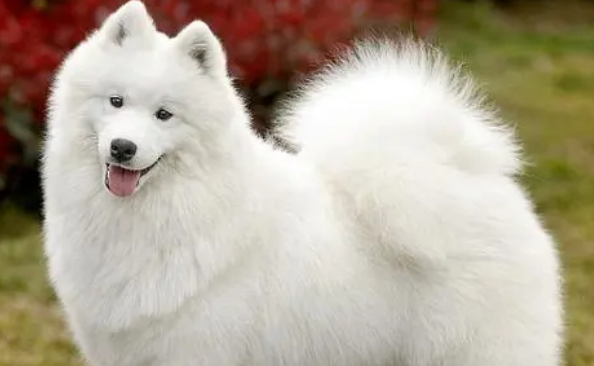 十大新手最好养的大型犬