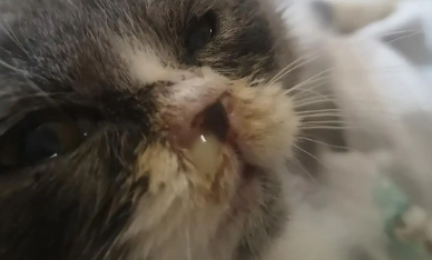 猫咪流鼻涕、有类似结痂的是怎么一回事？