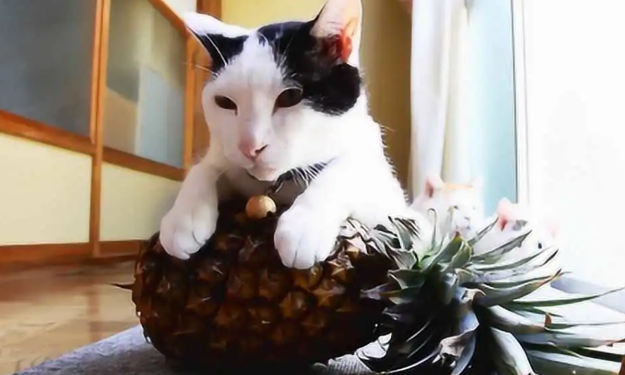 猫能吃菠萝吗为什么