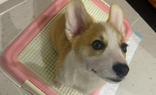 怎样训练柯基犬大小便