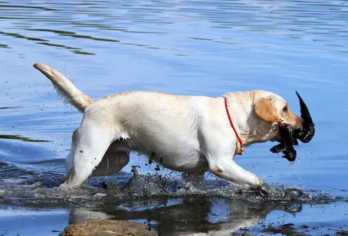 拉布拉多犬打猎厉害吗