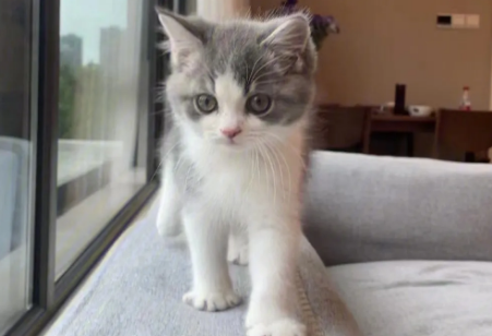 为什么猫舍的猫便宜 为什么猫舍的猫便宜