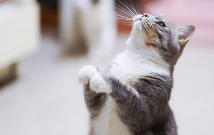 如何训练猫咪站起来接食物？猫咪技巧训练！