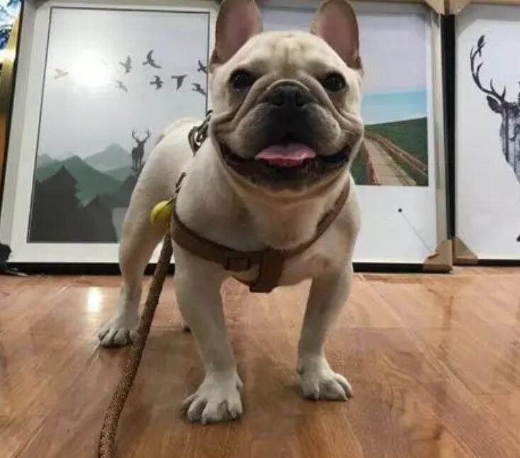 法牛腹泻,处理腹泻的方式有什么? 法牛腹泻,处理腹泻的方式有什么?