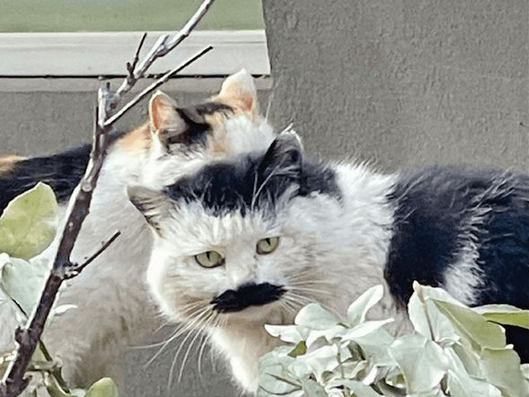 一只长相很特别的猫咪，还以为它长了头发和胡子