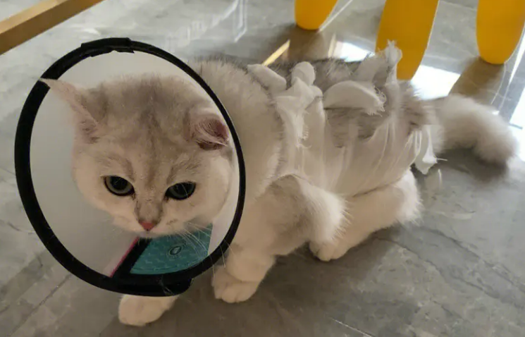 猫咪发情结束几天后才可以做绝育手术