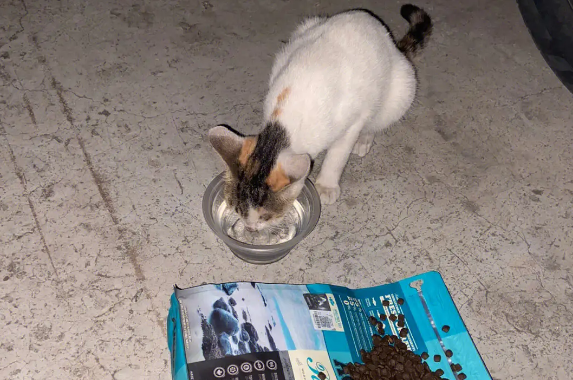 遇见流浪猫可以喂什么?不妨来看看吧 遇见流浪猫可以喂什么?不妨来看看吧