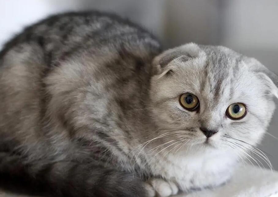 折耳猫有什么特点？怎样养折耳猫？