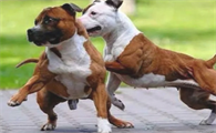 绝育手术后的狗狗，不管公犬或是母犬，都非常容易长胖的原因