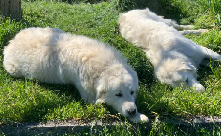 牧羊犬遇到一群笨羊,一言不合就和狗狗打了起来,气死狗了! 牧羊犬遇到一群笨羊,一言不合就和狗狗打了起来,气死狗了!