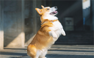 柯基幼犬补钙用哪种