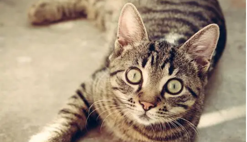 猫咪为什么难以训练?其实是你训练它的方法不正确! 猫咪为什么难以训练?其实是你训练它的方法不正确!