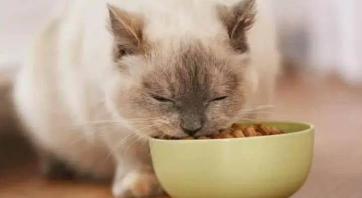 果梨派猫粮好吃吗 果梨派猫粮好吃吗
